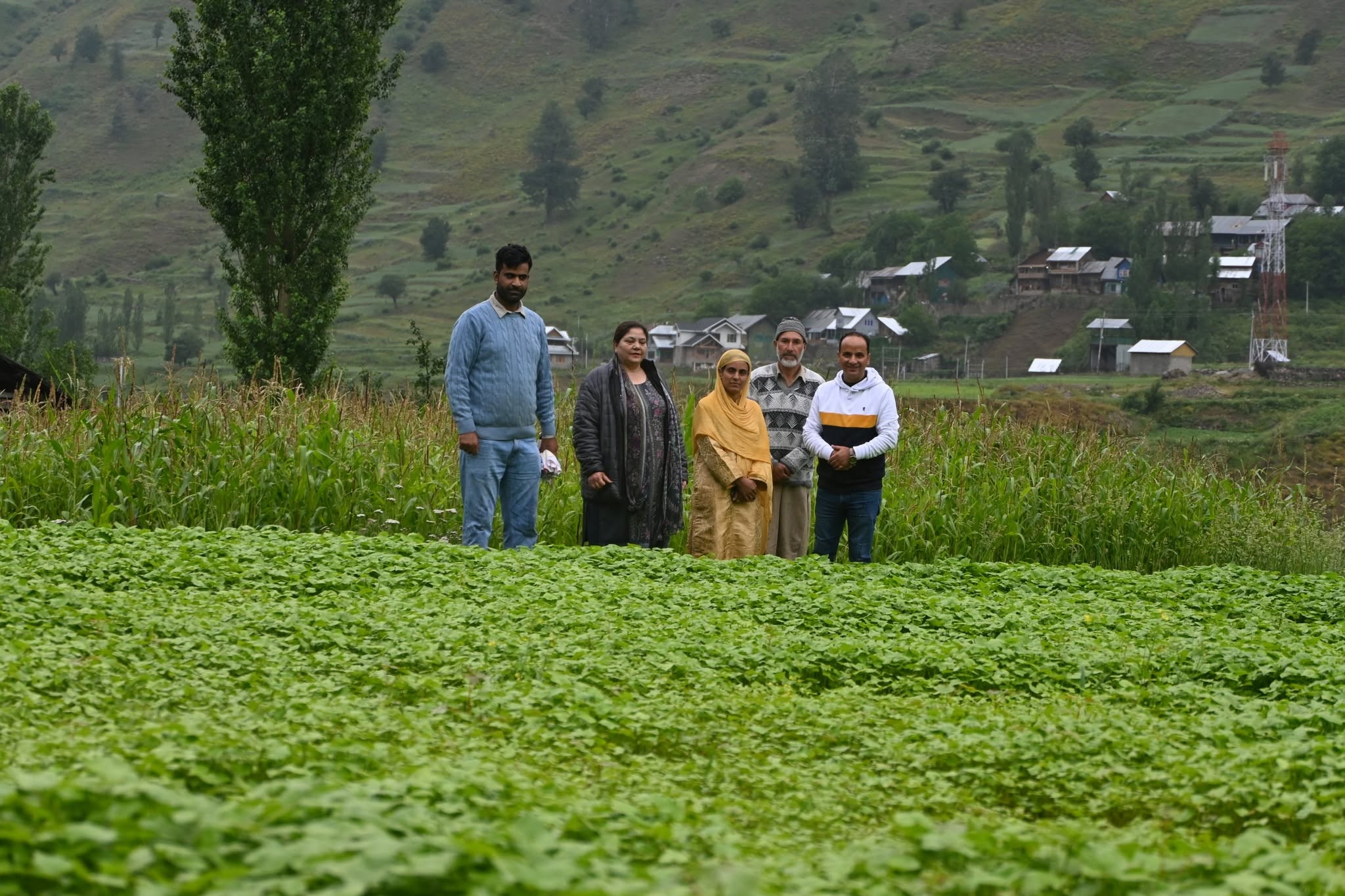 Revival of heritage crops