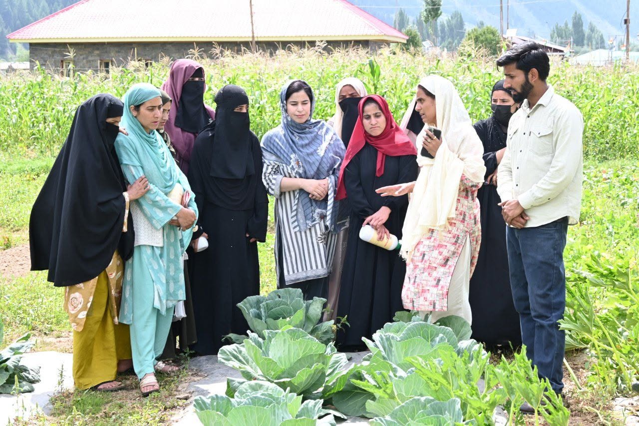 OFT on Insect Pest Management