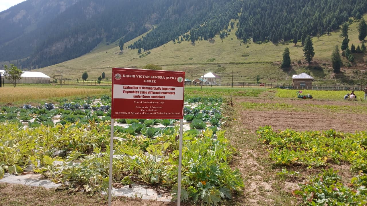 OFT on Vegetables Using Mulch